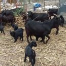 북산농장 이미지