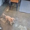 밀독(MILLDOG) 네이버블로그