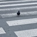 호랑한의원 | 강원도러버 예신 빙빙이의 일상일기