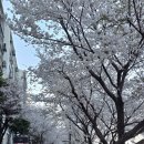 의정부 벚꽃 야장 [ 다조아 ] 2026년 평일 후기!🌸🌸