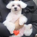 퍼피멍 이미지