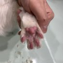 대구 고양이 미용 밀꼬냥 이미지