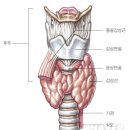 [대전퍼스널트레이닝★대전퍼스널트레이너] 갑상선 기능 저하증 (Hypothyroidism) 원인 및 치료법 그리고 갑상선 질환 환자를 위한 식단 이미지