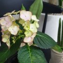 세복농장 이미지