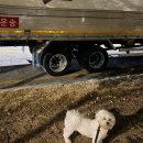 견생템 | [강아지 페이스커버] 산책할 때 주워 먹는 이식증 방지템, 솔직한 후기