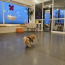 사랑가득한유치원 | 면목동 애견유치원 똥강아지카페 내돈내산 서울애견놀이터