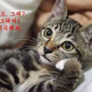 타요바이크