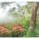 몽환(夢幻)의 숲 이미지