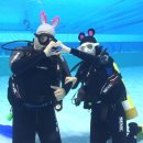 민트스쿠버