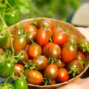 초록농장2 이미지