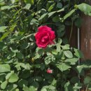 한밭수목원 | 🌿 5월 1일 한밭수목원 후기 | 꽃 상태 &amp; 날씨 솔직 리뷰 (장미는 아직…🥲)