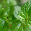 대신약업사 이미지