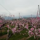 천중농장 이미지