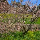 씨사이드아덴(색달해변리조트) | 3월 제주 벚꽃 개화 시기, 중문 유채꽃 명소 / 엉덩물계곡 (주차 정보)