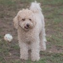 물빛동물병원 이미지