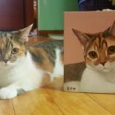 멋진 고양이 이미지