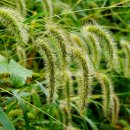 강아지풀 이미지