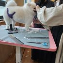 원애견샵 이미지