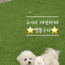 별똥구리 이미지