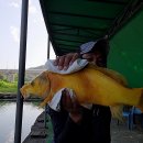 황금향어 이미지