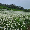 (토요힐링여행) 5월 30일 봄,바다,하얀설렘~ 끝없이 펼쳐진 부안 변산마실길 샤스타데이지 축제 &amp; 부안여행～(2차) 이미지