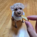 맥시칸치킨 | 하림펫푸드 간식 후기_용가리멍치킨, 맥시칸양념멍치킨, 맥시칸양념멍치킨