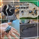 영암곤충박물관 | 영암 곤충박물관 파충류 곤충 체험 할인, 전남 아이와 가볼만한 곳