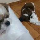 부평동물약국 이미지