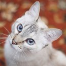 더 가까운 동물병원 이미지