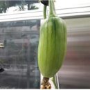 기지농장 이미지