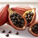 버닝테니스 - 시흥시 서울대학로264번길 44-4 | 가만히 있어도 칼로리가 타는 비밀? 파라다이스 그레인 퍼닝(버닝) 효능과 안전한 섭취 가이드