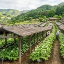 국립원예특작과학원 인삼특작부 | 🌸 인삼 꽃이 피는 날은 언제일까? 주요 품종별 개화·결실 특성 완전 해설