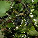 머루다래 이미지