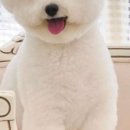 퍼피돌 네이버블로그