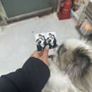 알맹이사진관 | 모란 셀프스튜디오 추천 알맹이사진관 강아지와 셀프웨딩 찍고 온 후기