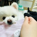 댕라이킷 이미지