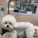 달고나 펫살롱 이미지