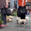 와수시장 이미지