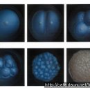 핵산(DNA.RNA)이란? 이미지