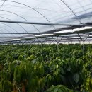 참살이조가비촌 이미지