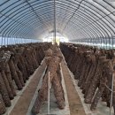 최수영농장 이미지