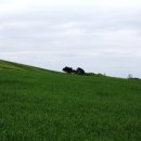 양동목장 이미지