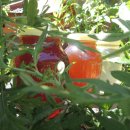 평화양봉산업 이미지