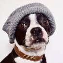 도그스타 이미지