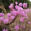 라라사랑방 이미지