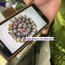 용문인력 이미지