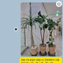 고사리요가원