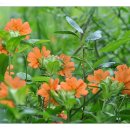 강릉목장 이미지