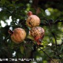 개두마리 소나무 이미지