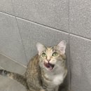 염창제일동물병원 이미지